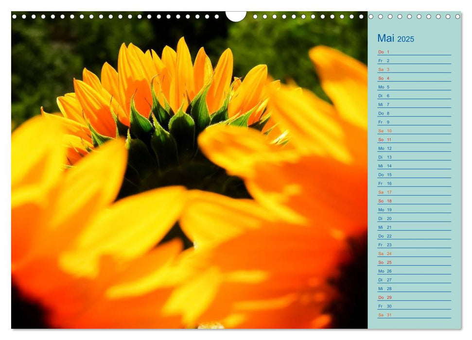 Sonnenblumen (CALVENDO Wandkalender 2025)