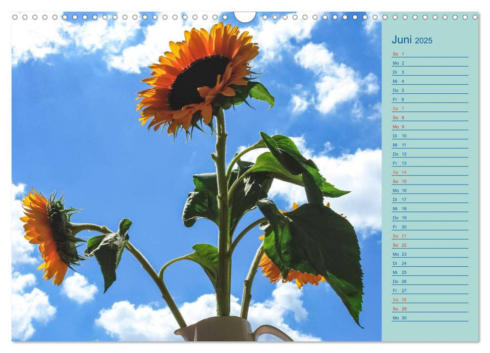 Sonnenblumen (CALVENDO Wandkalender 2025)