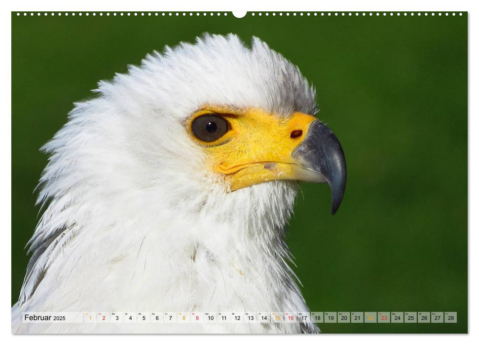 Majestätische Greifvögel (CALVENDO Premium Wandkalender 2025)