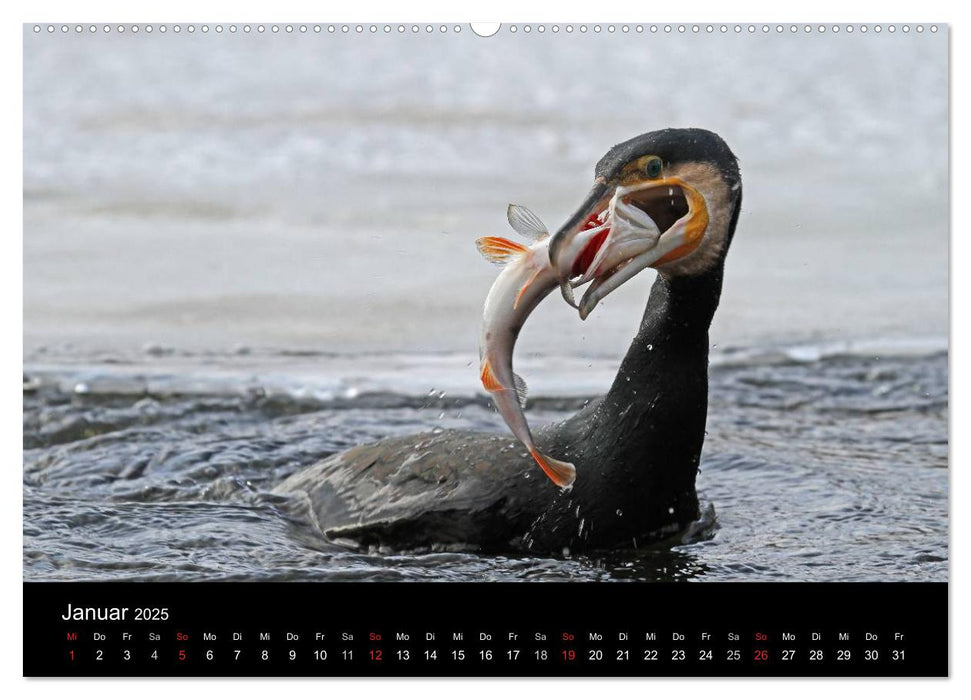 Kormoran. Der Fischjäger (CALVENDO Premium Wandkalender 2025)