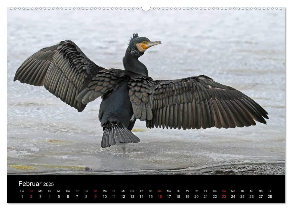 Kormoran. Der Fischjäger (CALVENDO Premium Wandkalender 2025)