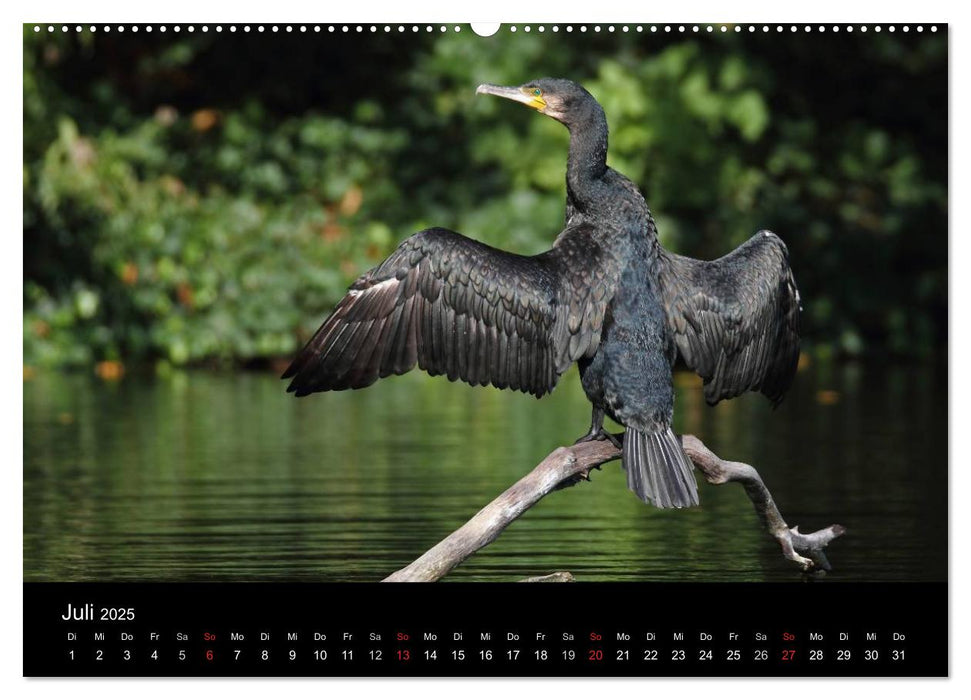 Kormoran. Der Fischjäger (CALVENDO Premium Wandkalender 2025)