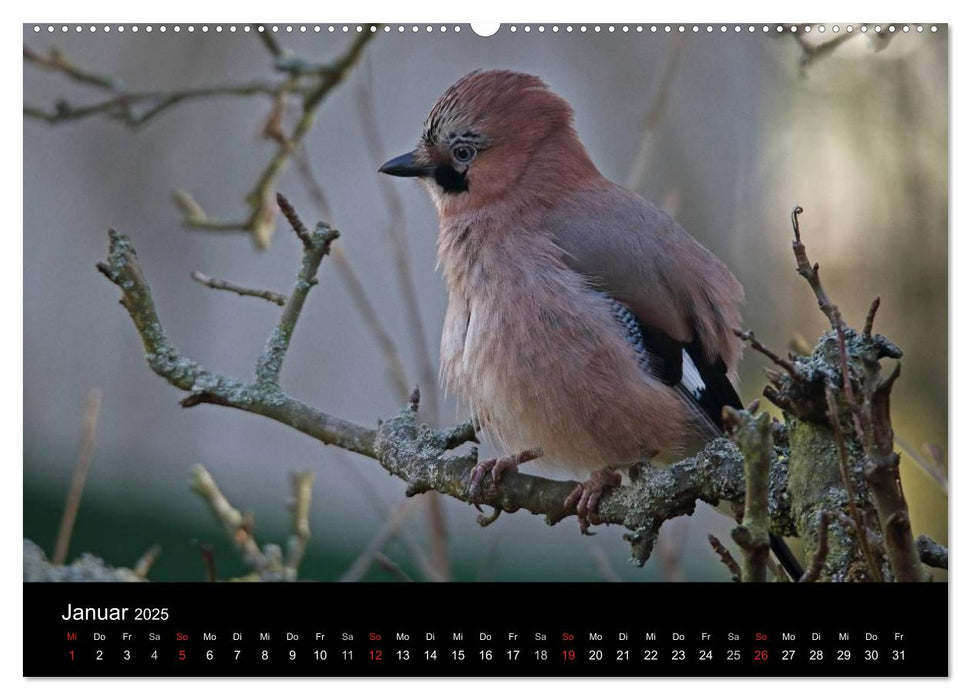 Eichelhäher der Waldpolizist (CALVENDO Premium Wandkalender 2025)