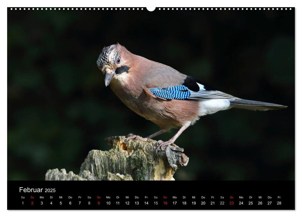 Eichelhäher der Waldpolizist (CALVENDO Premium Wandkalender 2025)