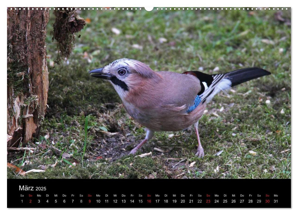 Eichelhäher der Waldpolizist (CALVENDO Premium Wandkalender 2025)