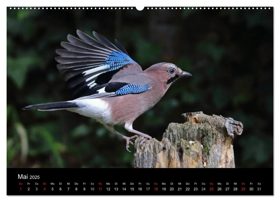 Eichelhäher der Waldpolizist (CALVENDO Premium Wandkalender 2025)