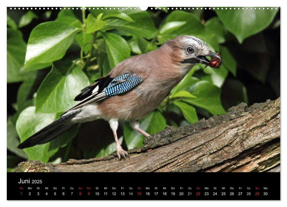 Eichelhäher der Waldpolizist (CALVENDO Premium Wandkalender 2025)