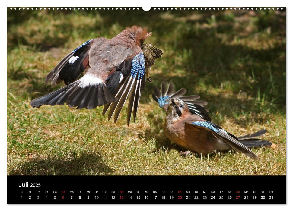 Eichelhäher der Waldpolizist (CALVENDO Premium Wandkalender 2025)