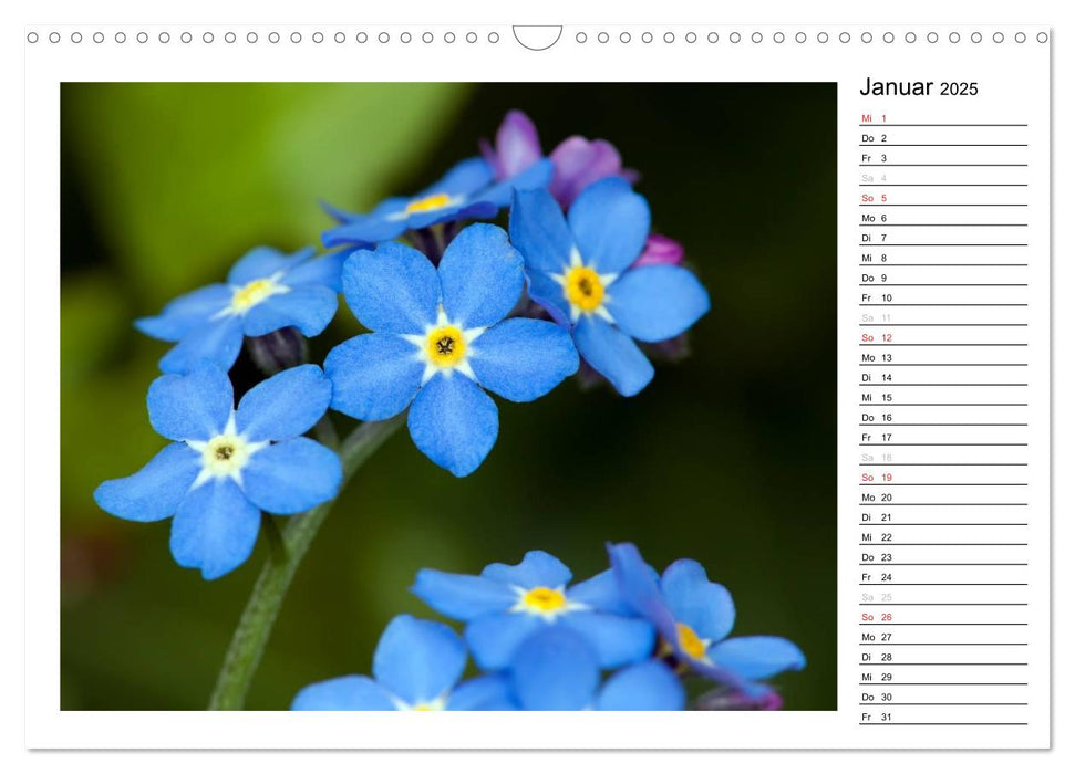 Bezaubernde Vergissmeinnicht - Der Geburtstagskalender (CALVENDO Wandkalender 2025)