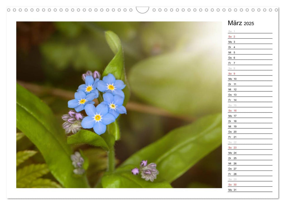 Bezaubernde Vergissmeinnicht - Der Geburtstagskalender (CALVENDO Wandkalender 2025)