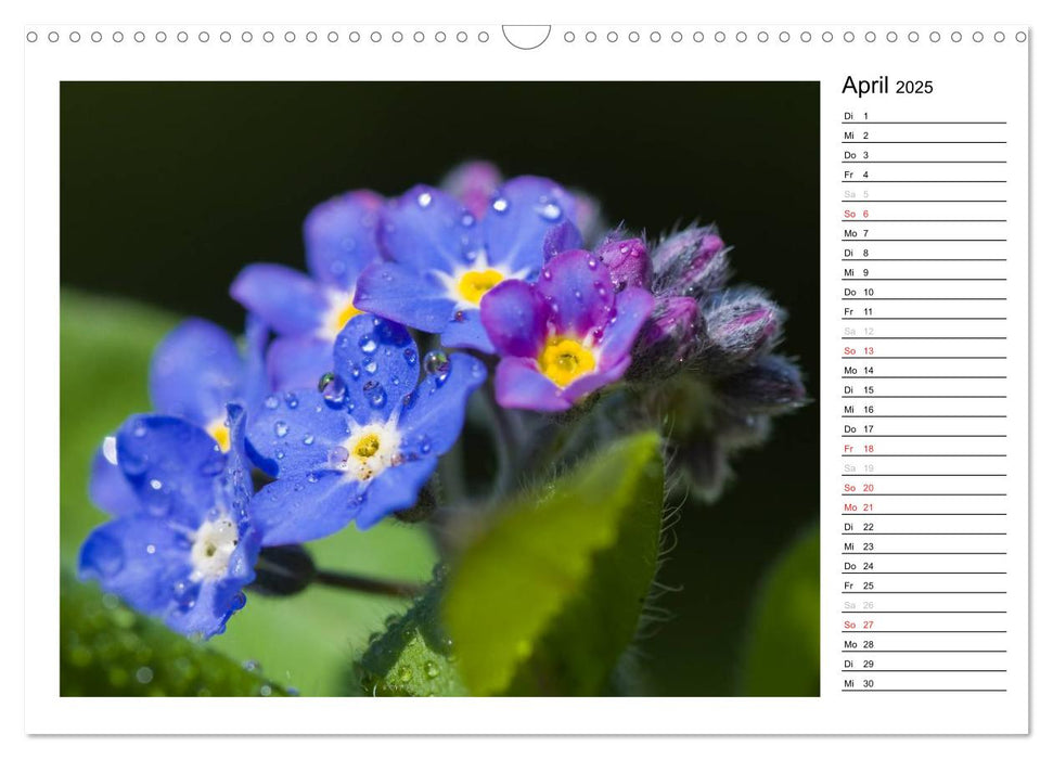 Bezaubernde Vergissmeinnicht - Der Geburtstagskalender (CALVENDO Wandkalender 2025)