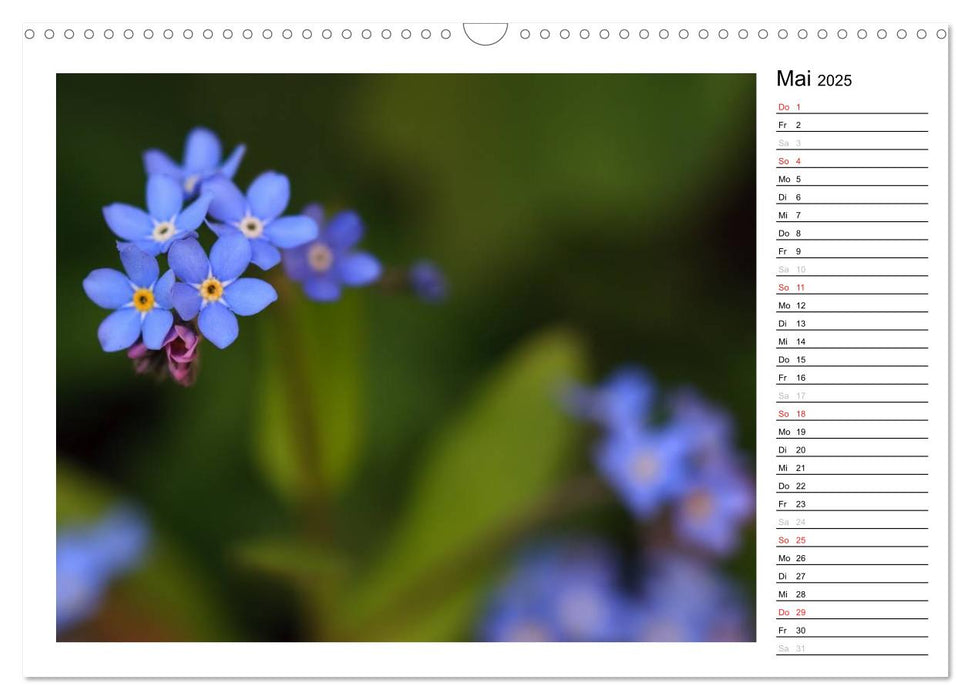 Bezaubernde Vergissmeinnicht - Der Geburtstagskalender (CALVENDO Wandkalender 2025)