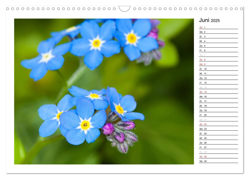 Bezaubernde Vergissmeinnicht - Der Geburtstagskalender (CALVENDO Wandkalender 2025)