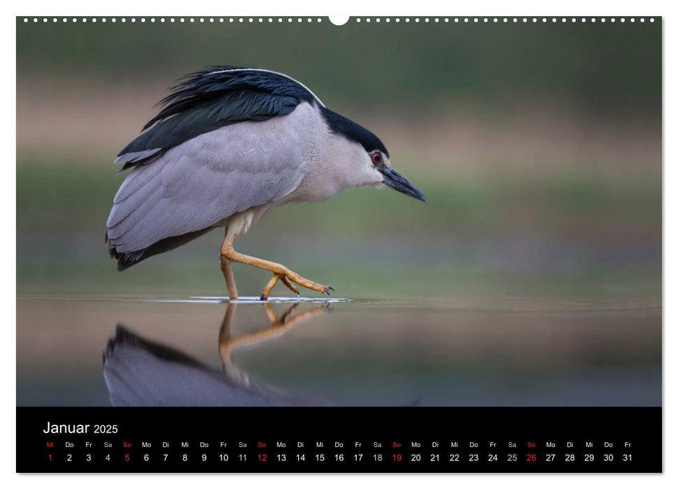 Reiher - Der Tanz auf dem Wasser (CALVENDO Premium Wandkalender 2025)