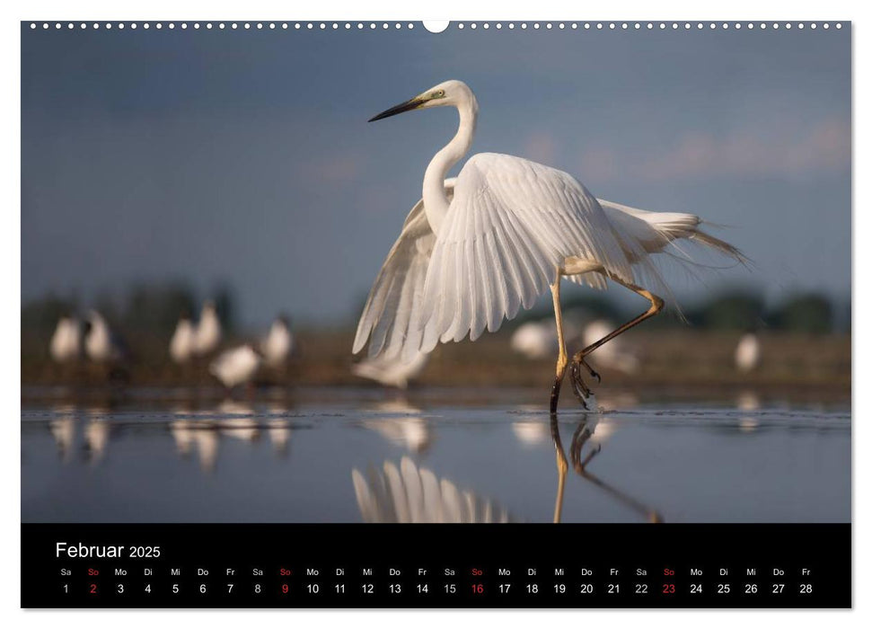 Reiher - Der Tanz auf dem Wasser (CALVENDO Premium Wandkalender 2025)