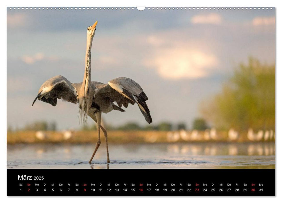 Reiher - Der Tanz auf dem Wasser (CALVENDO Premium Wandkalender 2025)