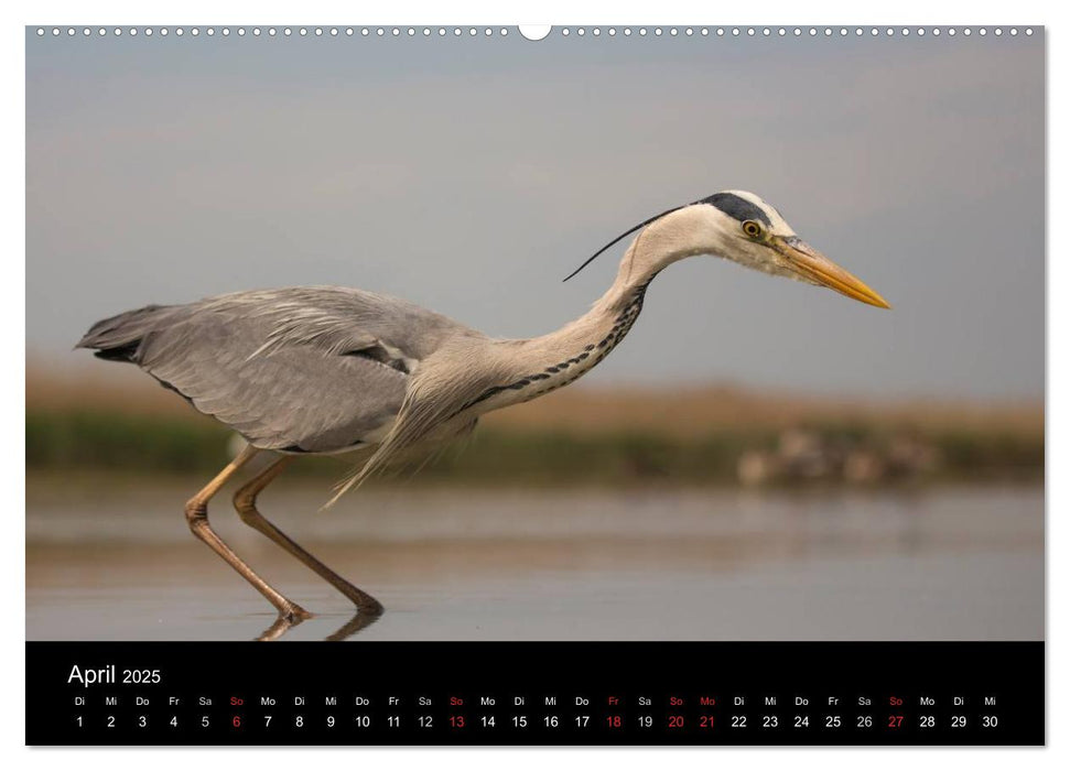 Reiher - Der Tanz auf dem Wasser (CALVENDO Premium Wandkalender 2025)