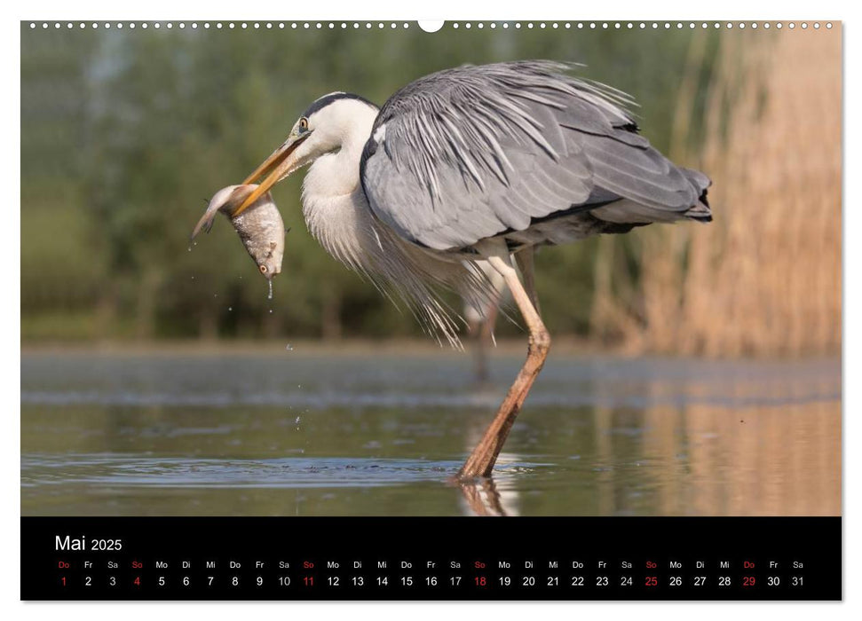 Reiher - Der Tanz auf dem Wasser (CALVENDO Premium Wandkalender 2025)