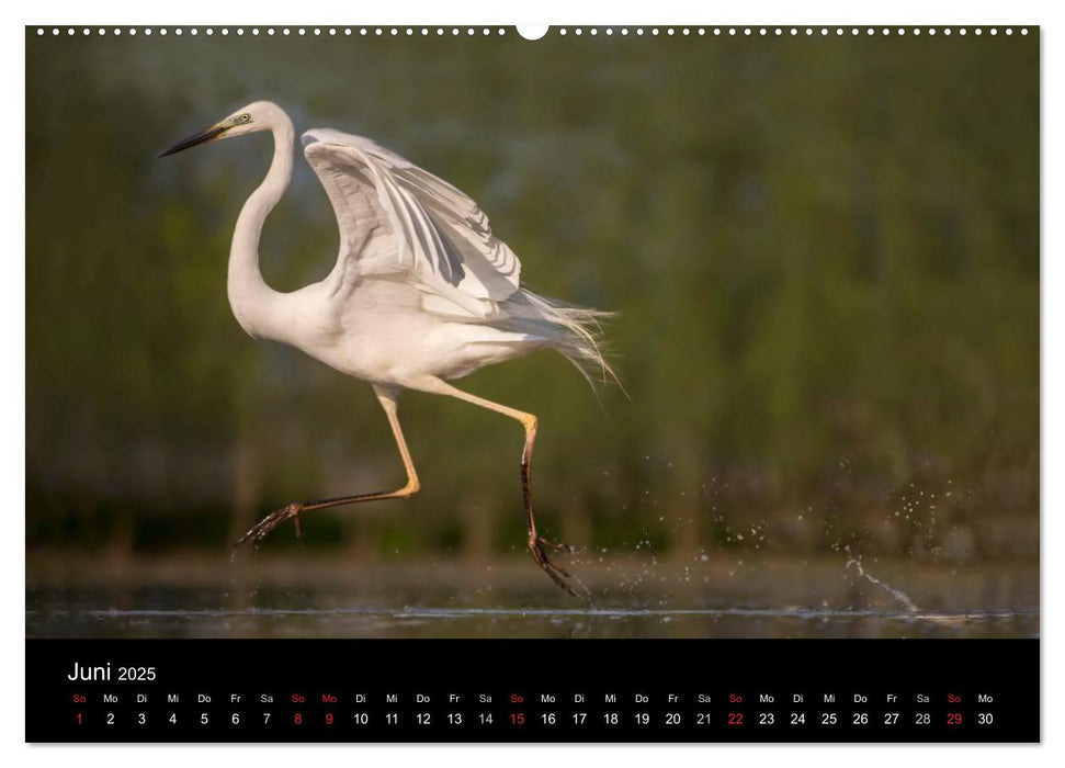 Reiher - Der Tanz auf dem Wasser (CALVENDO Premium Wandkalender 2025)