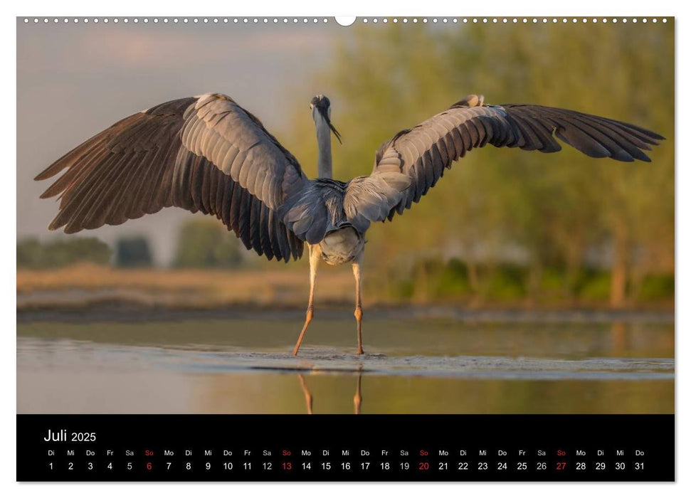 Reiher - Der Tanz auf dem Wasser (CALVENDO Premium Wandkalender 2025)