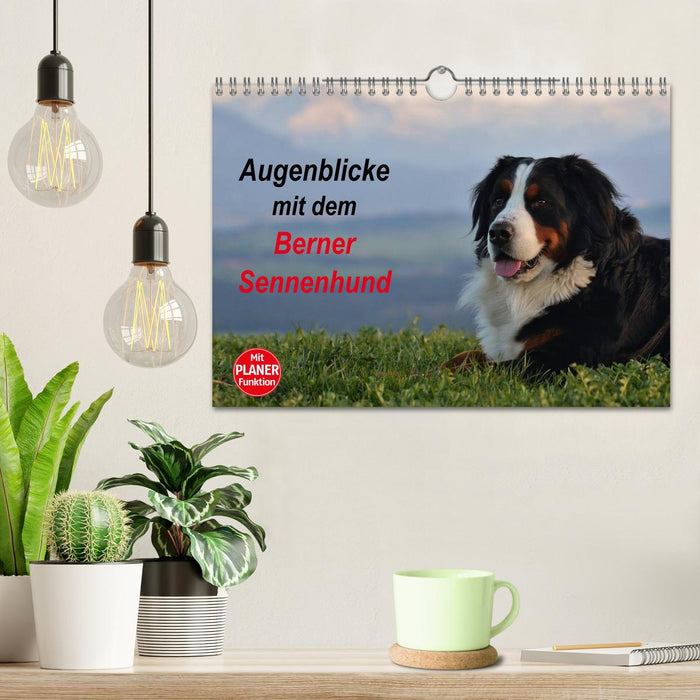 Augenblicke mit dem Berner Sennenhund (CALVENDO Wandkalender 2025)