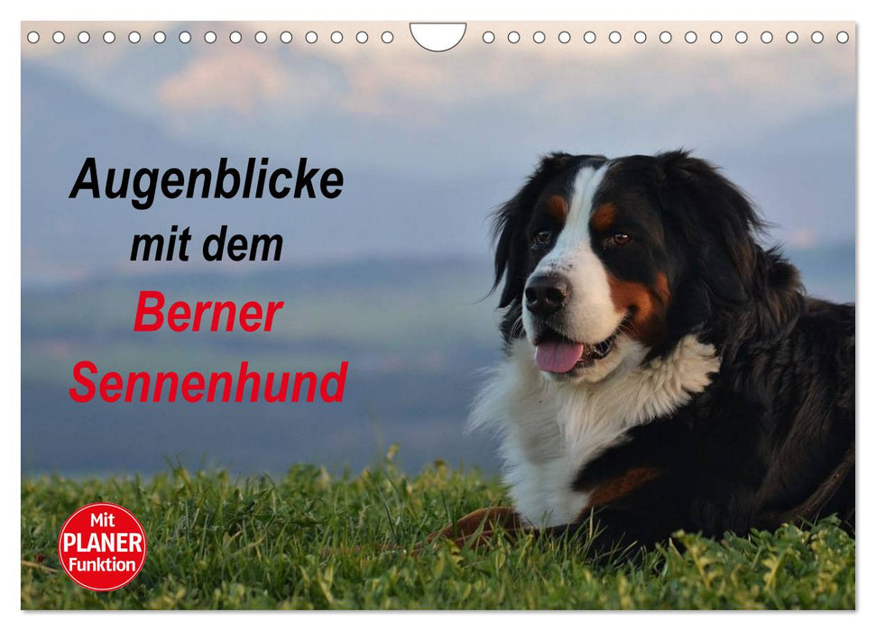 Augenblicke mit dem Berner Sennenhund (CALVENDO Wandkalender 2025)