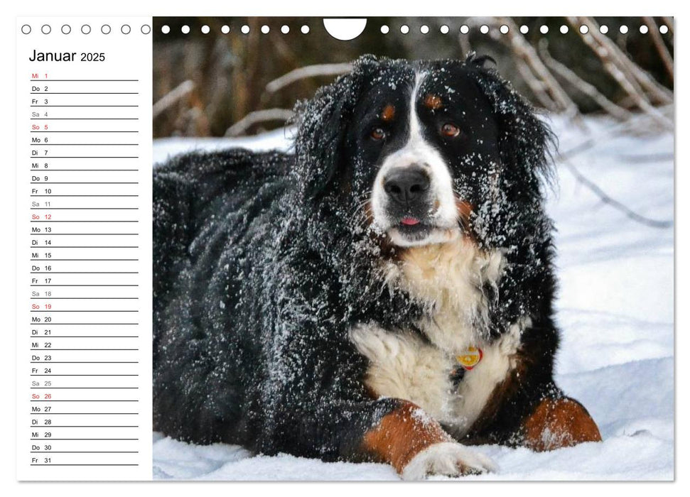 Augenblicke mit dem Berner Sennenhund (CALVENDO Wandkalender 2025)