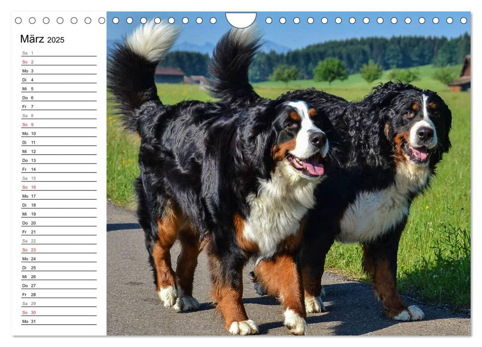 Augenblicke mit dem Berner Sennenhund (CALVENDO Wandkalender 2025)