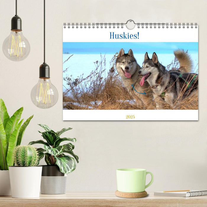 Huskies! (CALVENDO Wandkalender 2025)