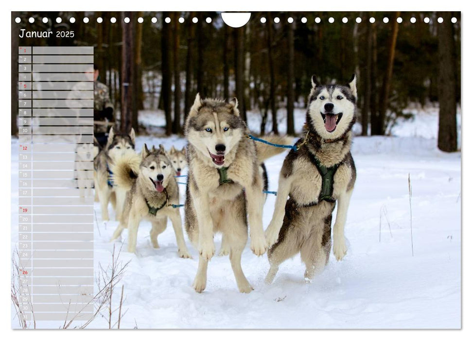 Huskies! (CALVENDO Wandkalender 2025)