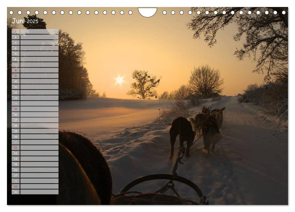 Huskies! (CALVENDO Wandkalender 2025)