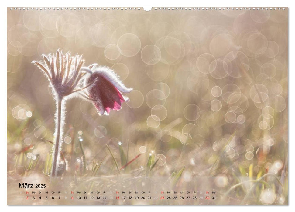 Naturfotografie (CALVENDO Premium Wandkalender 2025)