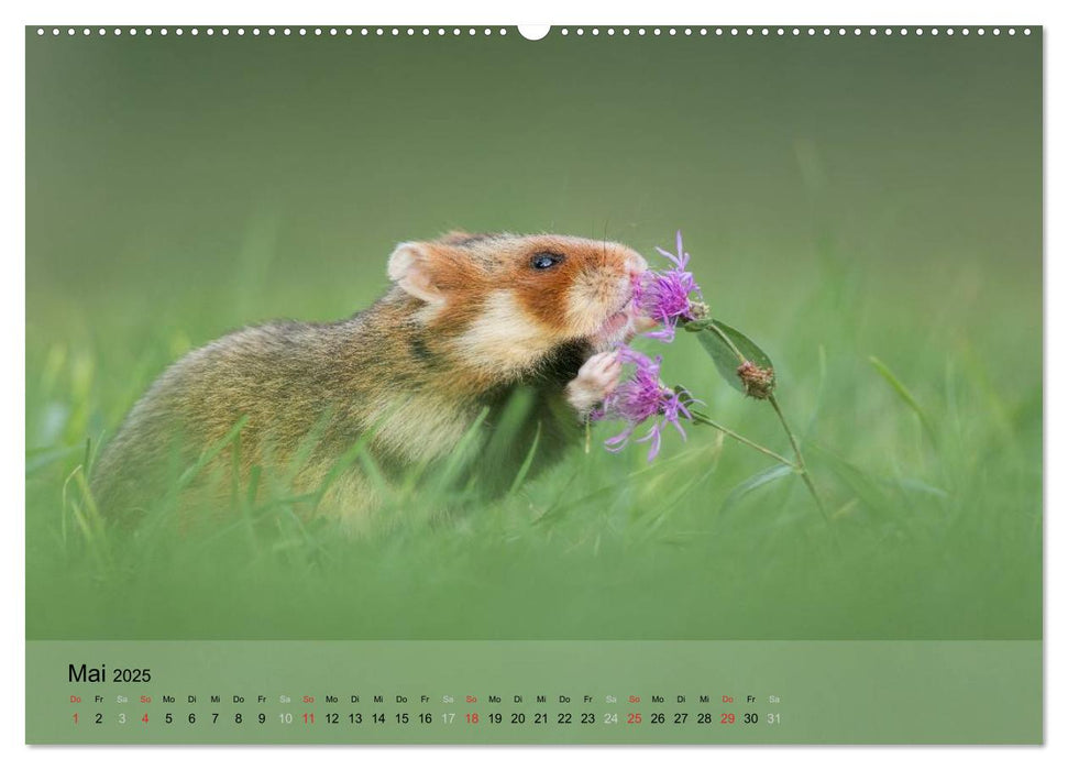 Naturfotografie (CALVENDO Premium Wandkalender 2025)