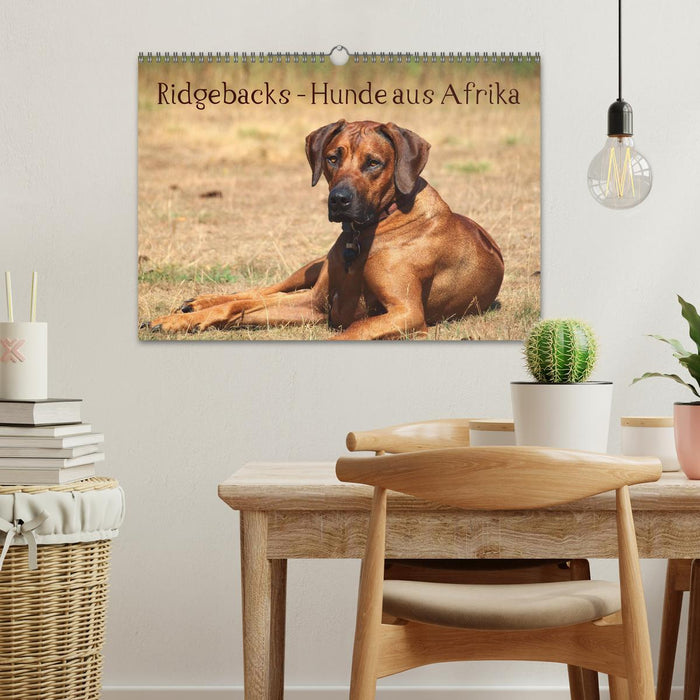 Ridgebacks - Hunde aus Afrika (CALVENDO Wandkalender 2025)