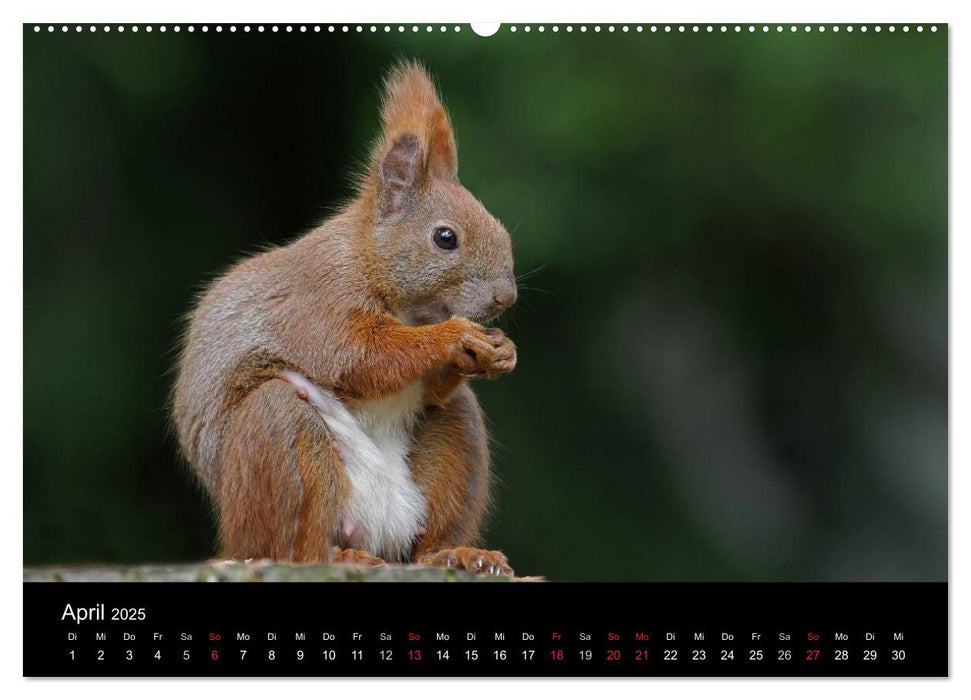 Artist im Garten. Das Eichhörnchen (CALVENDO Premium Wandkalender 2025)