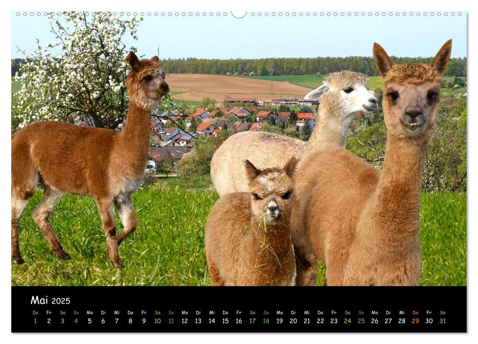 Alpakas zum Verlieben (CALVENDO Premium Wandkalender 2025)