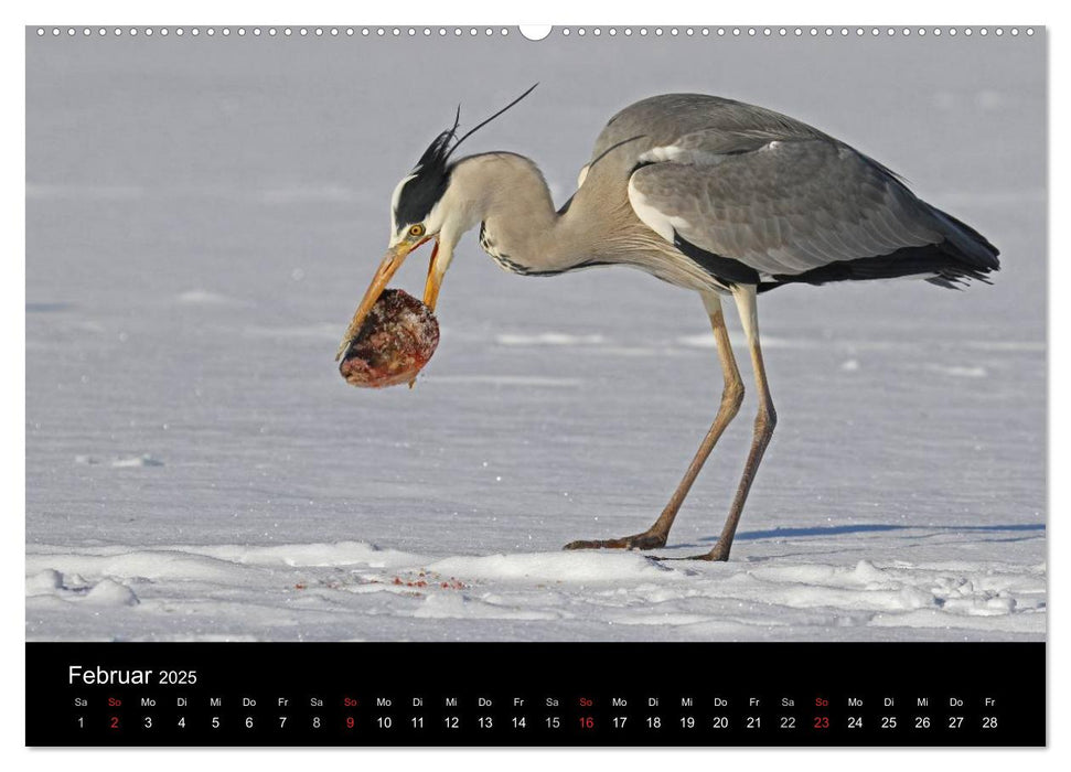 Aus dem Leben der Graureiher (CALVENDO Premium Wandkalender 2025)