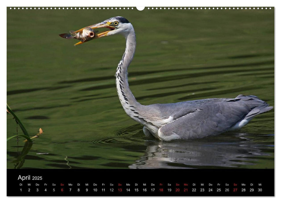 Aus dem Leben der Graureiher (CALVENDO Premium Wandkalender 2025)