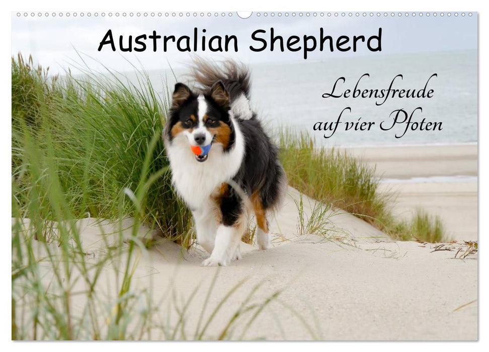 Australian Shepherd - Lebensfreude auf vier Pfoten (CALVENDO Wandkalender 2025)