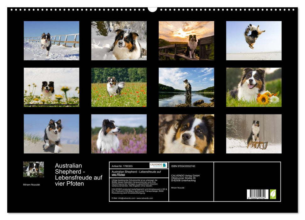 Australian Shepherd - Lebensfreude auf vier Pfoten (CALVENDO Wandkalender 2025)