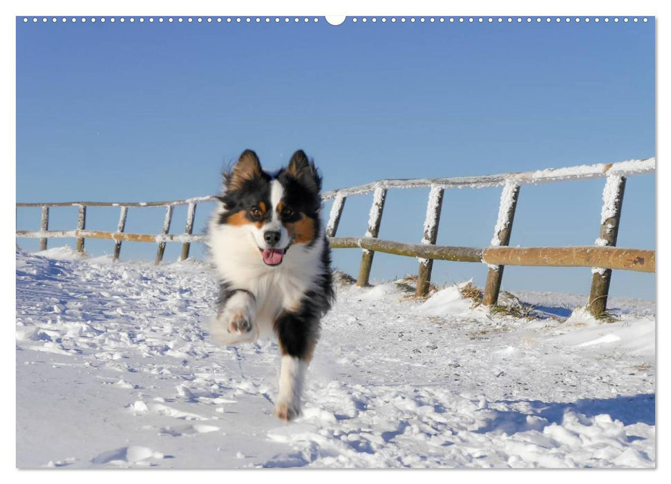 Australian Shepherd - Lebensfreude auf vier Pfoten (CALVENDO Wandkalender 2025)