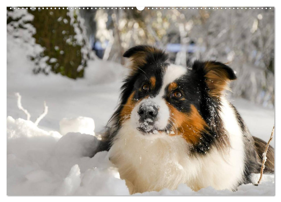 Australian Shepherd - Lebensfreude auf vier Pfoten (CALVENDO Wandkalender 2025)