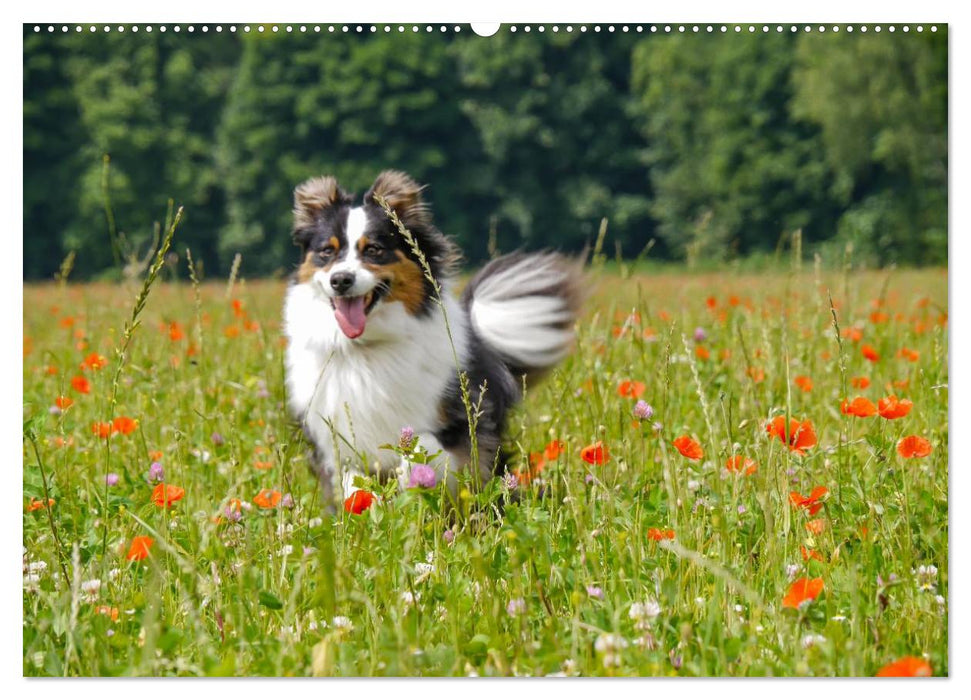 Australian Shepherd - Lebensfreude auf vier Pfoten (CALVENDO Wandkalender 2025)