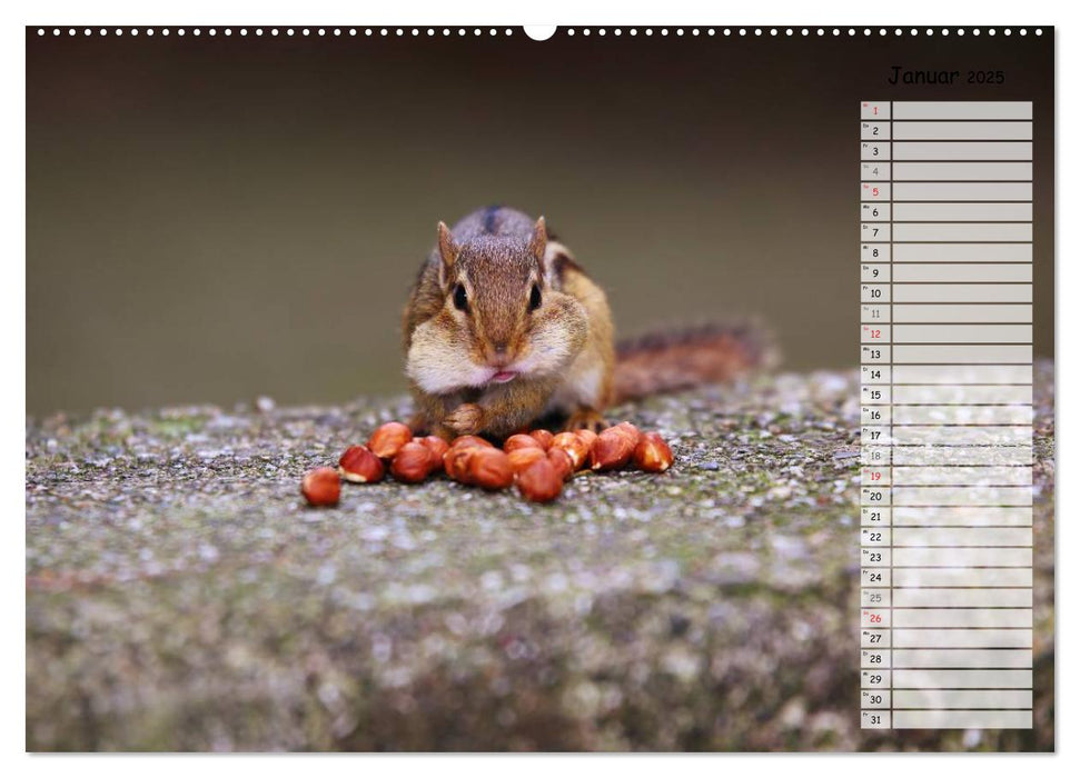 Streifenhörnchen - neugierige Nager (CALVENDO Premium Wandkalender 2025)