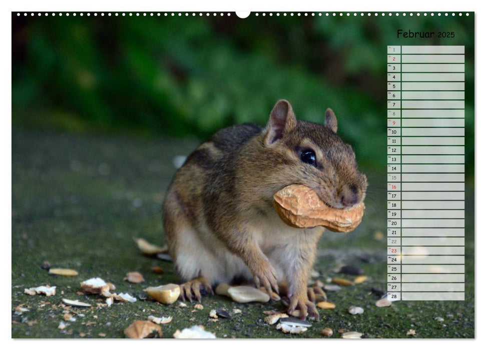 Streifenhörnchen - neugierige Nager (CALVENDO Premium Wandkalender 2025)