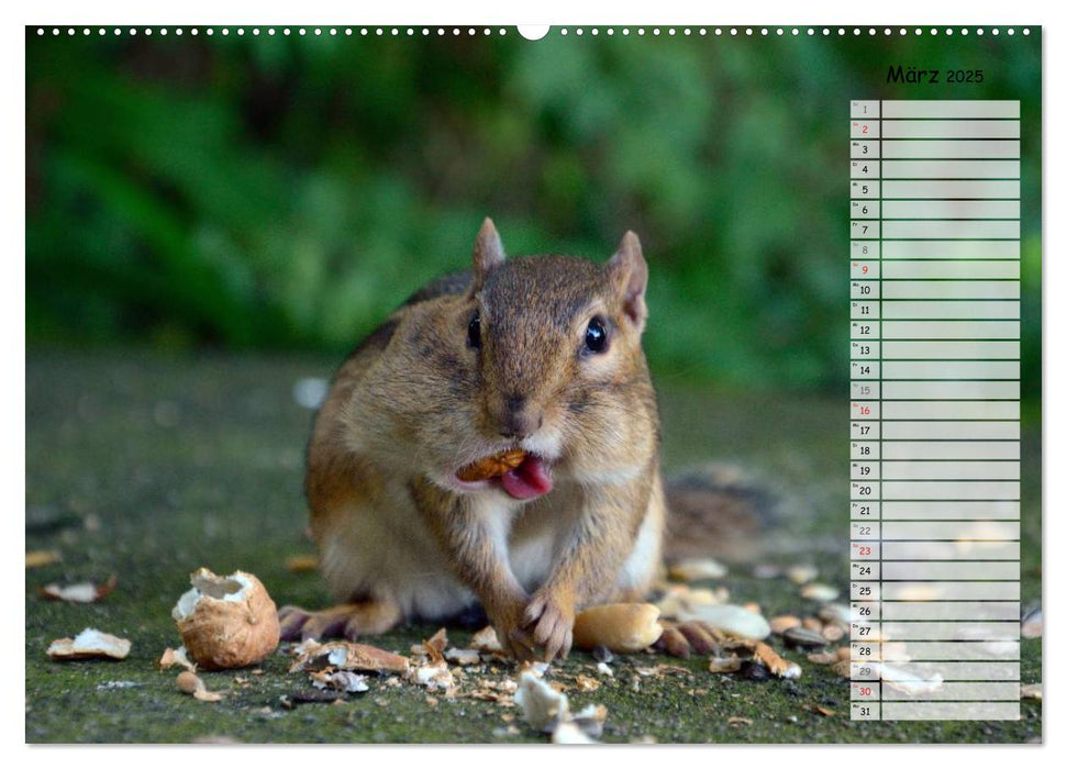 Streifenhörnchen - neugierige Nager (CALVENDO Premium Wandkalender 2025)