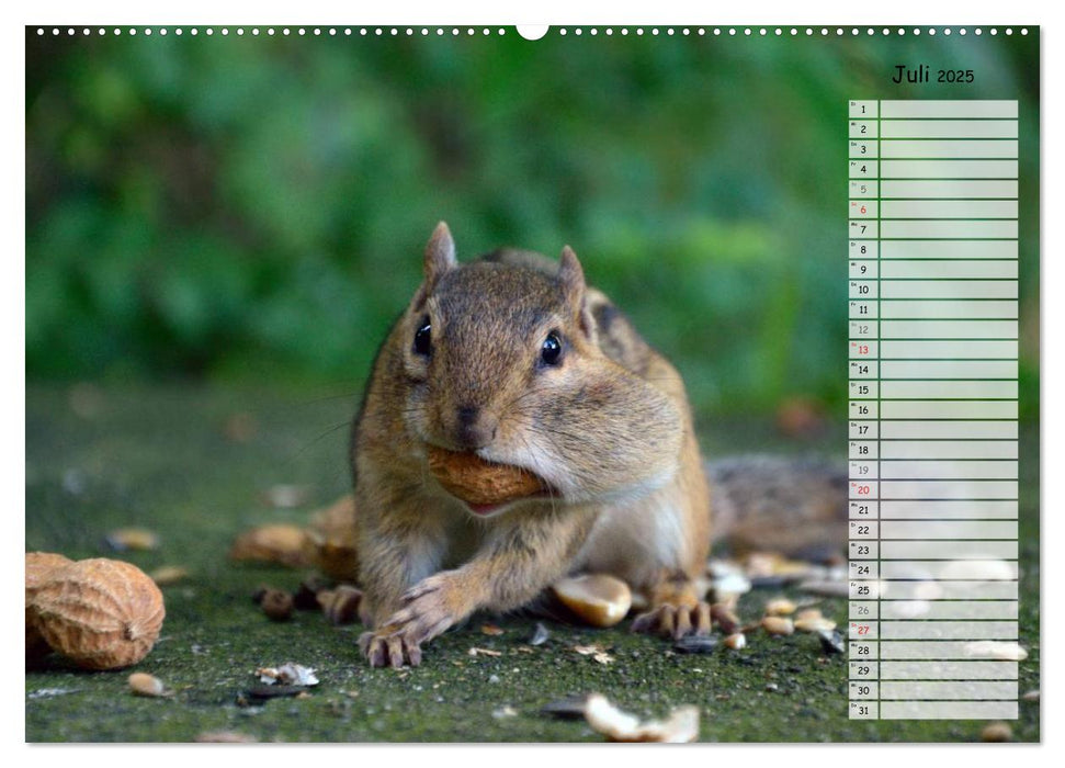 Streifenhörnchen - neugierige Nager (CALVENDO Premium Wandkalender 2025)