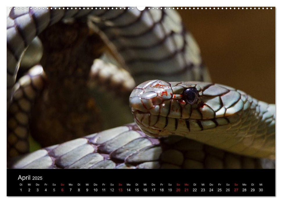 Schlangen dieser Welt (CALVENDO Premium Wandkalender 2025)