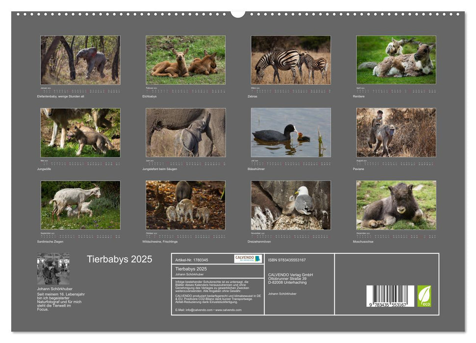 Tierbabys 2025 (CALVENDO Premium Wandkalender 2025)
