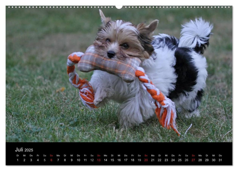 Mit dem Yorki durch das Jahr 2025 (CALVENDO Premium Wandkalender 2025)